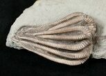 Very D Agaricocrinus Crinoid - Crawfordsville, Indiana #16078-2